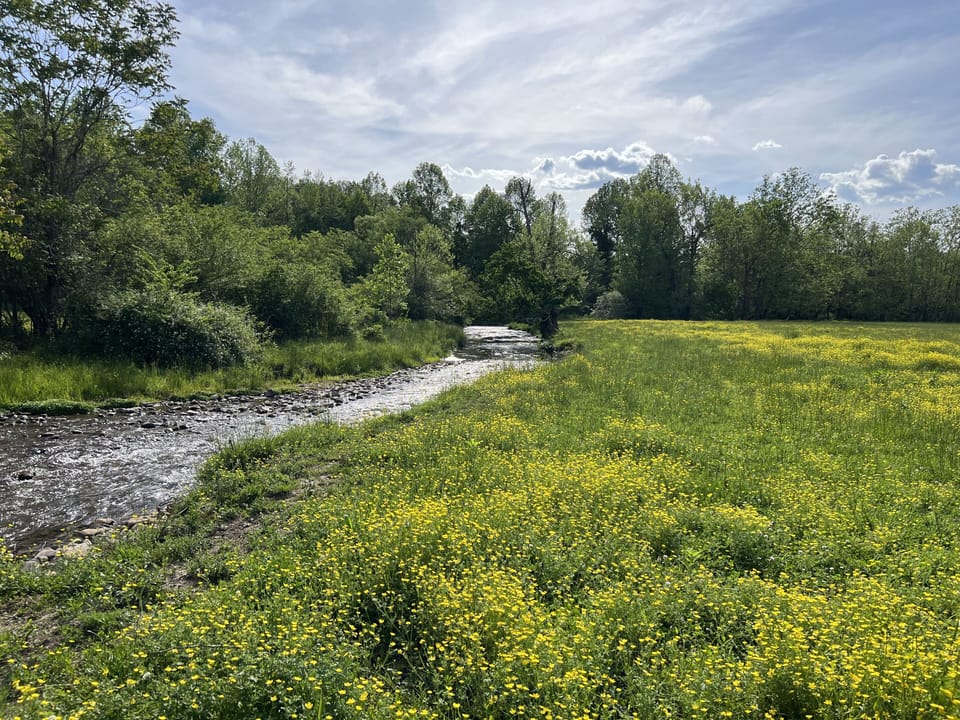 Beautiful trout stream