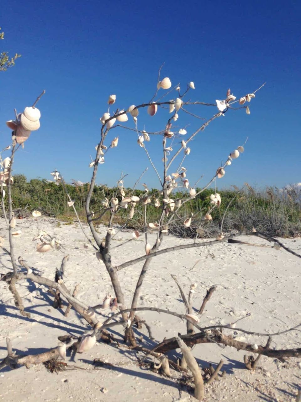 Shell tree! A secret spot on the beach that not many know about, make sure to read the welcome binder in the unit under Secret Spots to find out how to get there!