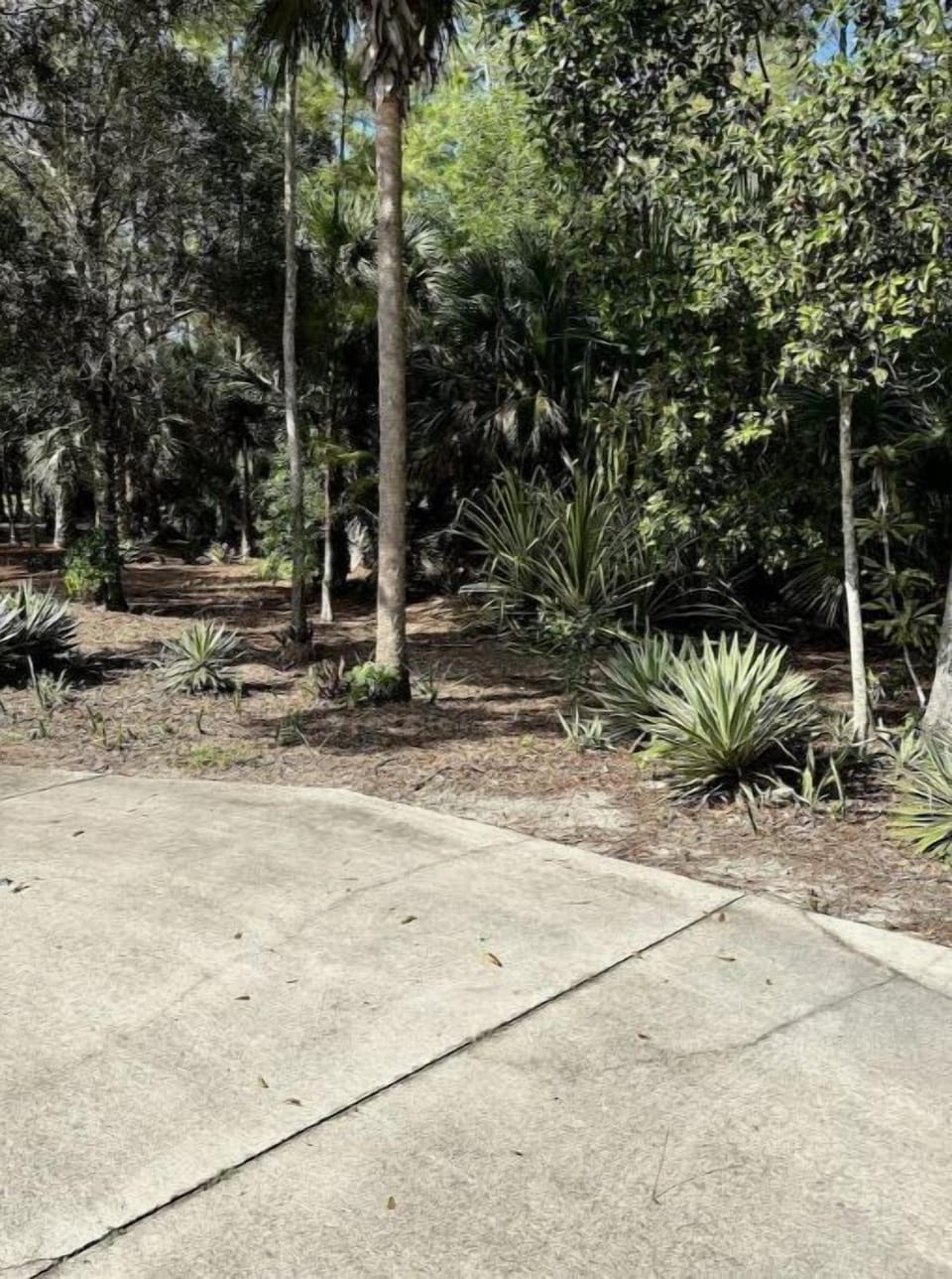 Some greenery on the property