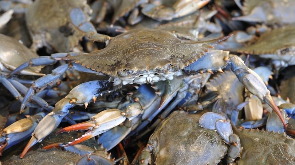 Close to fresh local seafood and tours!