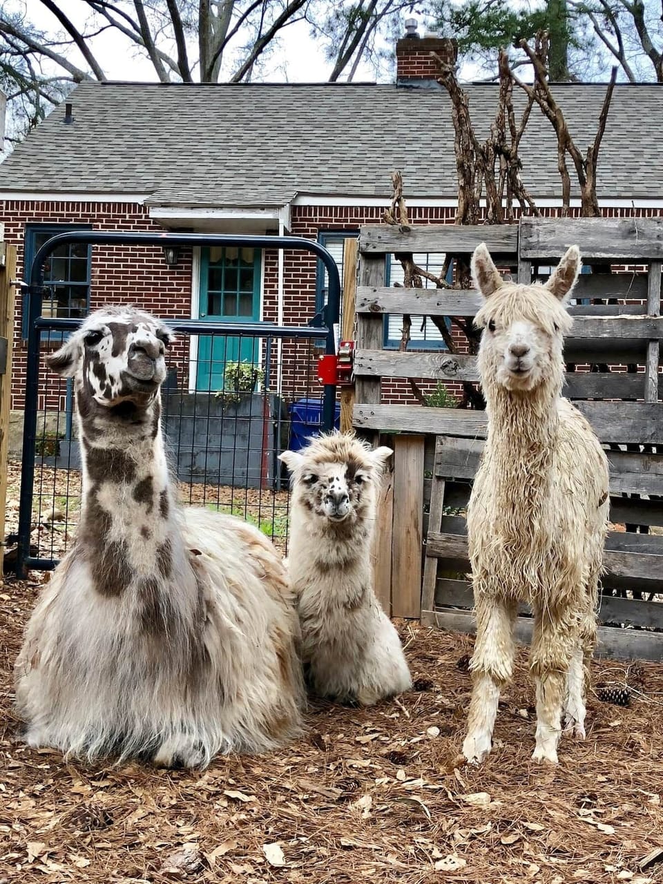 Some of our rescue babies chilling in the Back 40. 
