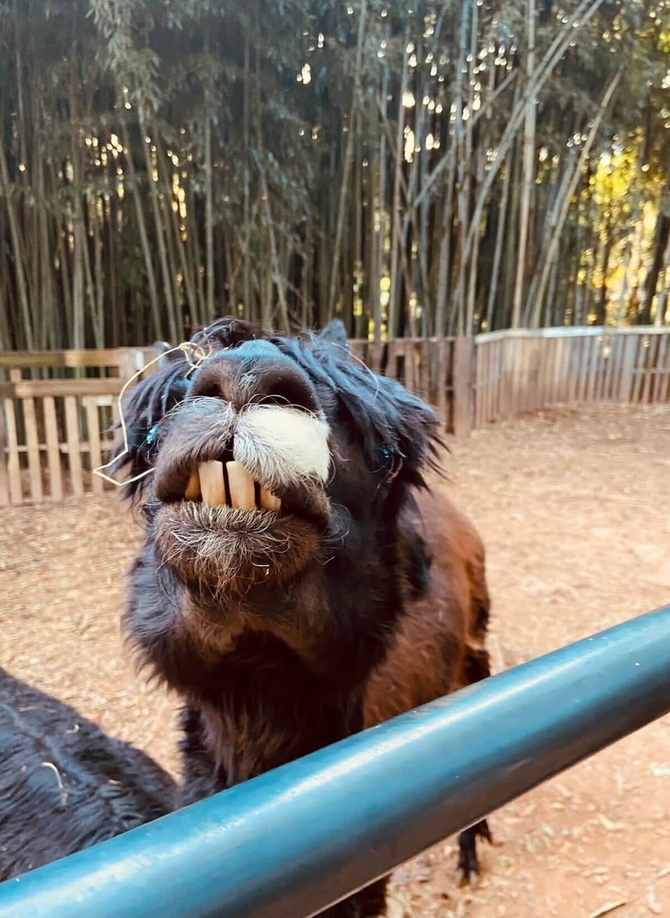 Feed the alpacas and llamas at the back gate.  They are addicted to baby organic carrots.  This is one of our wise elder ladies, Caitlin Tastee.  She turns 21 this year (which is remarkable).  All of our alpacas, llamas, and guanacos are rescues.