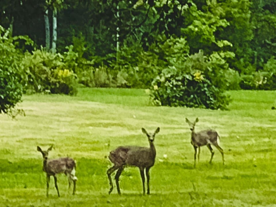 Area Wildlife