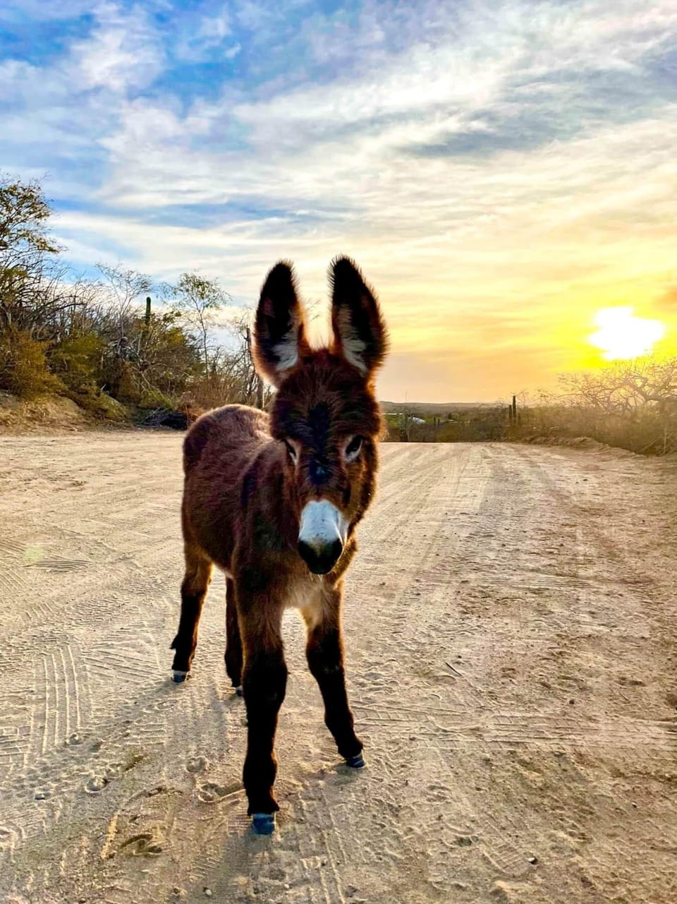 Local Baby Burro