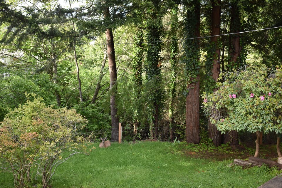Side yard with blueberry bush