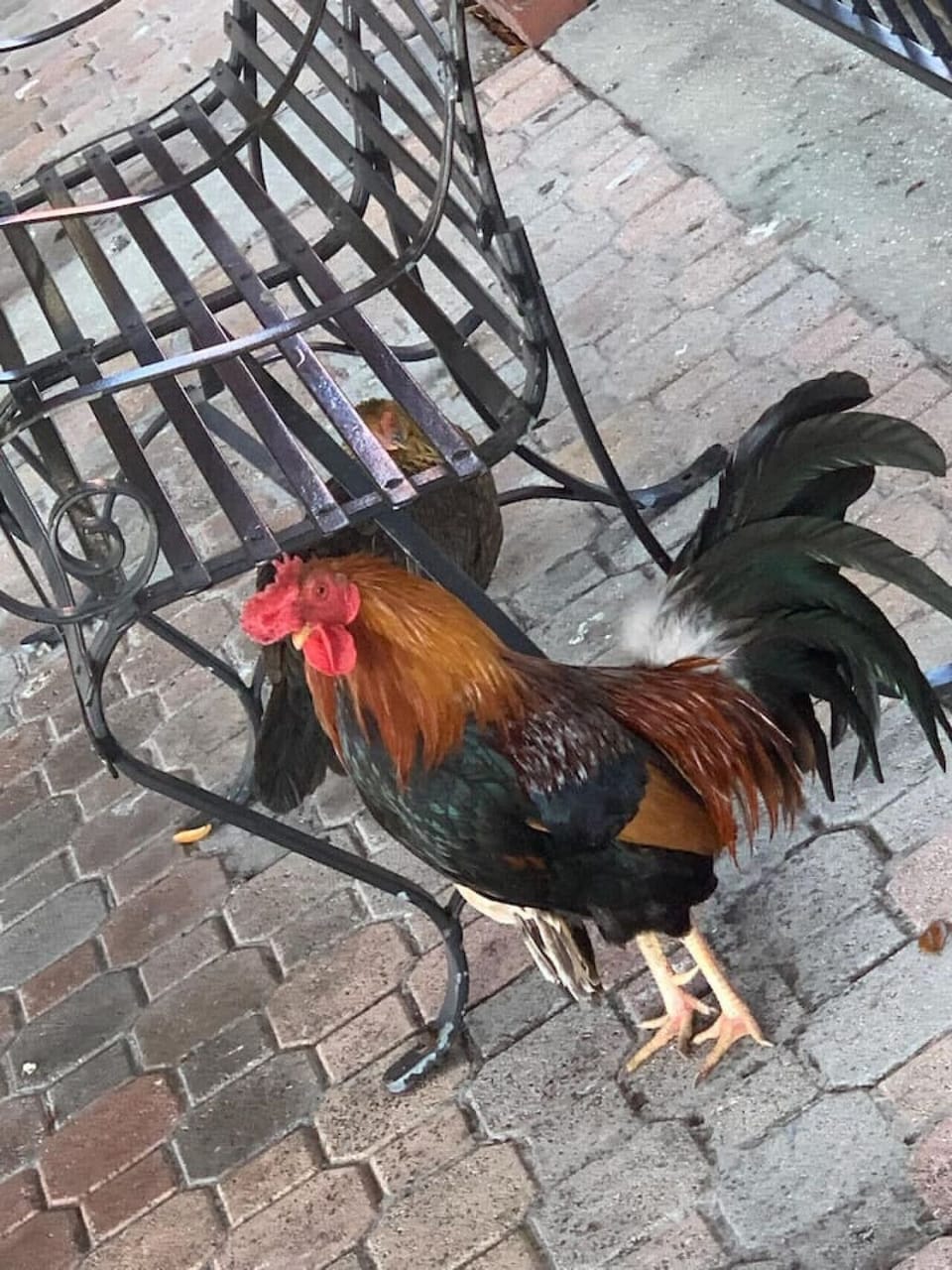 Just another local
