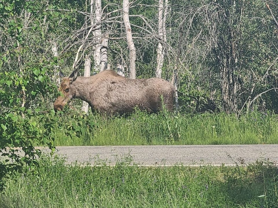 Mamma moose visiting the property with her baby!