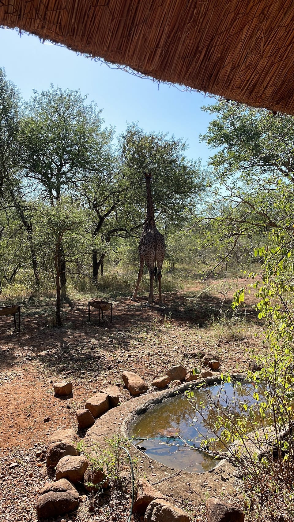 Game viewing