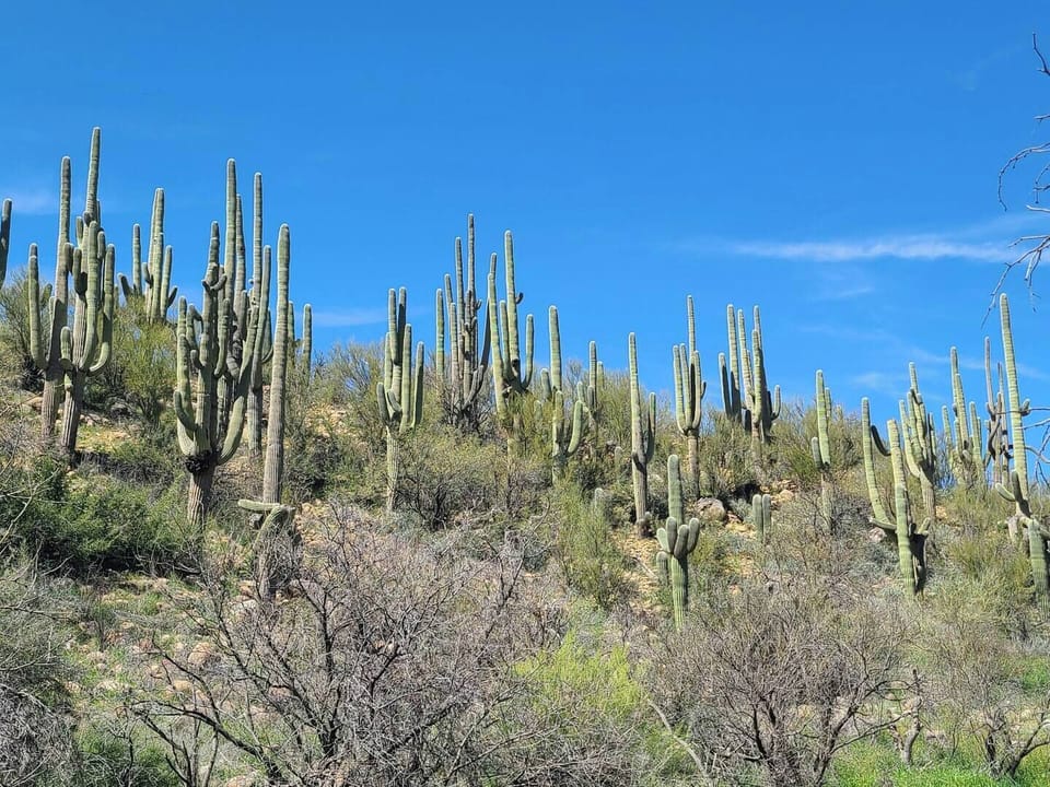 Saguaro cacti, like these ones, adorn our beautiful cityscape, adding to its distinctive charm.