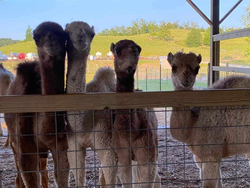 Rose Valley Animal Park