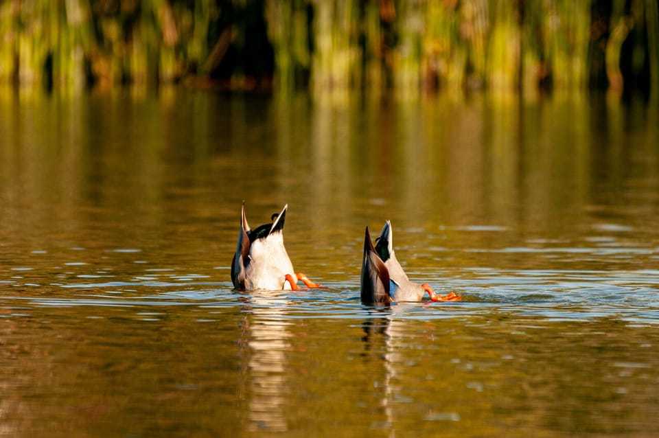 10/10 Ducks highly recommend!