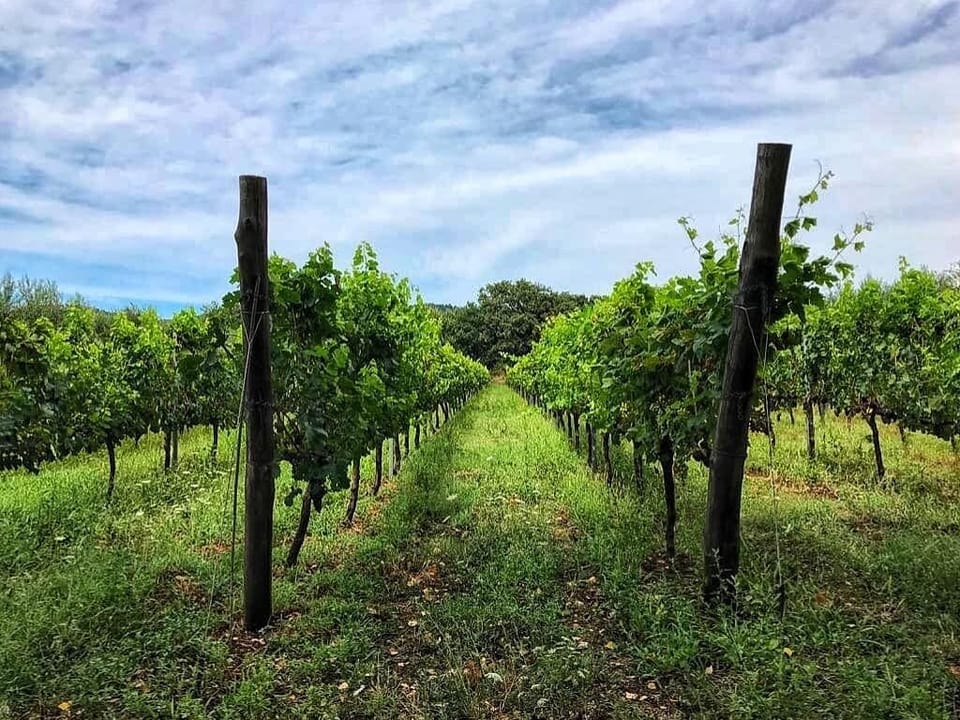 Vineyard