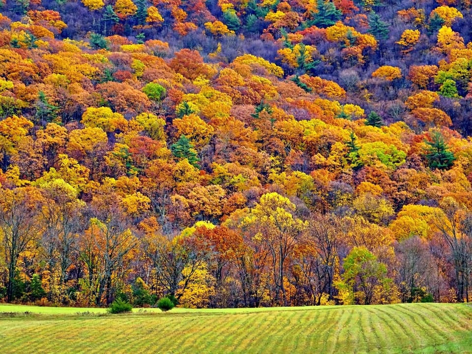 Vibrant autumn forest backdrop for peaceful outdoor moments