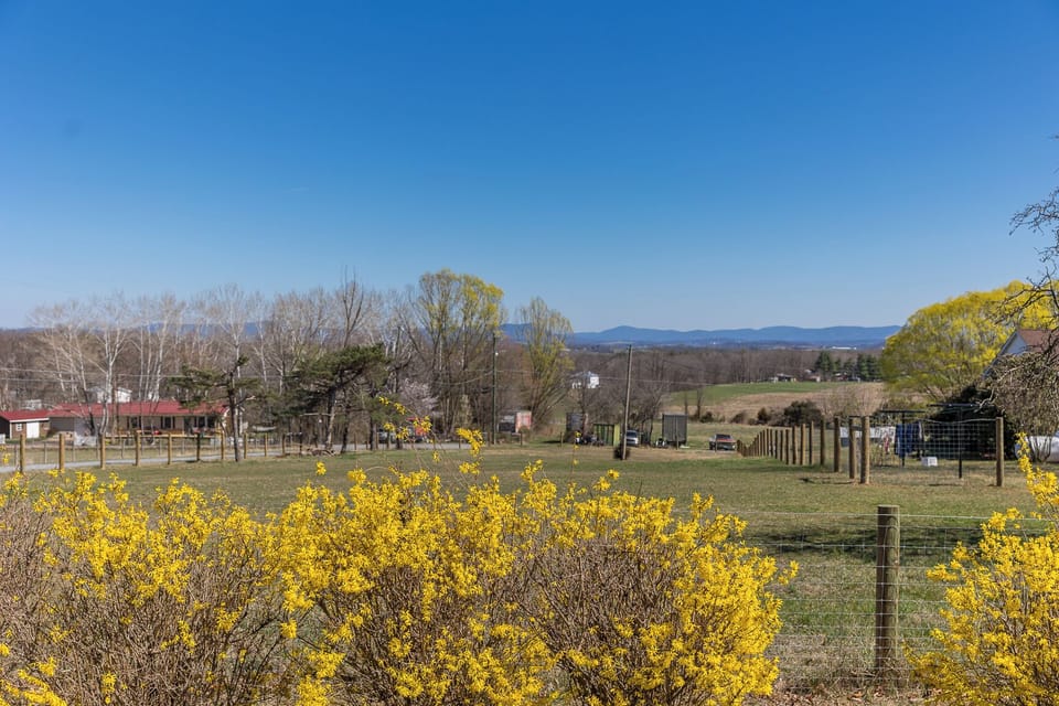Spring blooms and Mountain views!