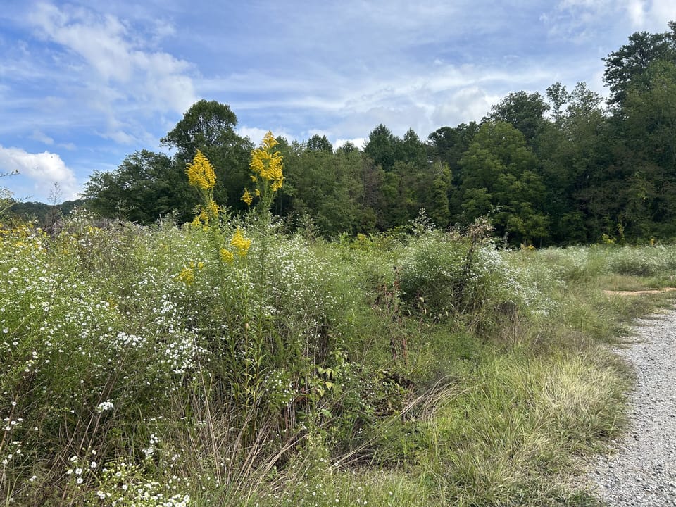 Nice 1/4 mile drive to the house