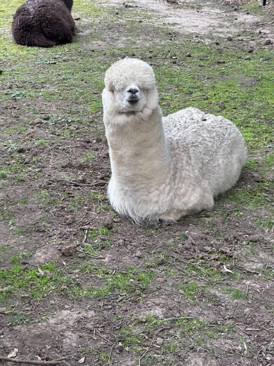 Alpaca, your bags; we're going on an adventure!