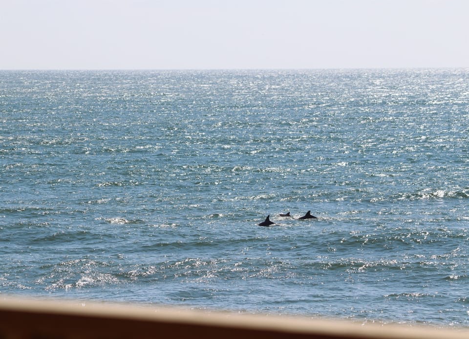 Dolphins at play!