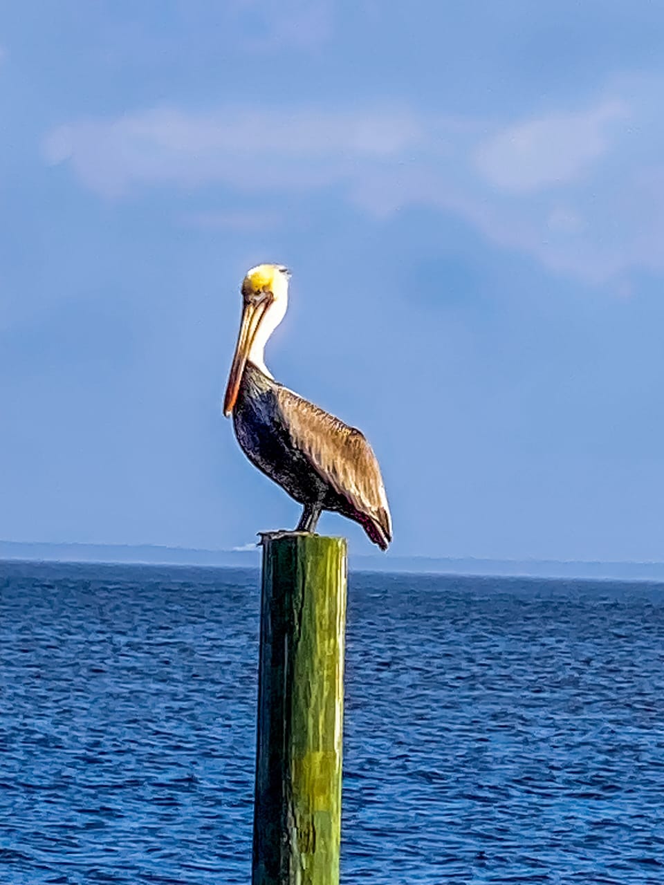 Amazing pelicans love to sit on the dock posts.