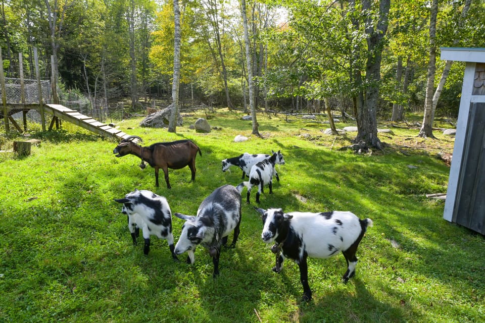 Saltwater Farm On-Site | Goats & Hens