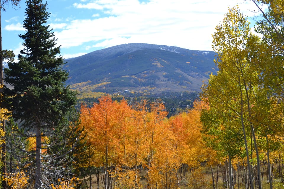 Autumn Aspen trees around the property.