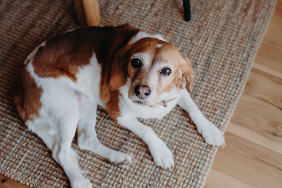 Pet-friendly
