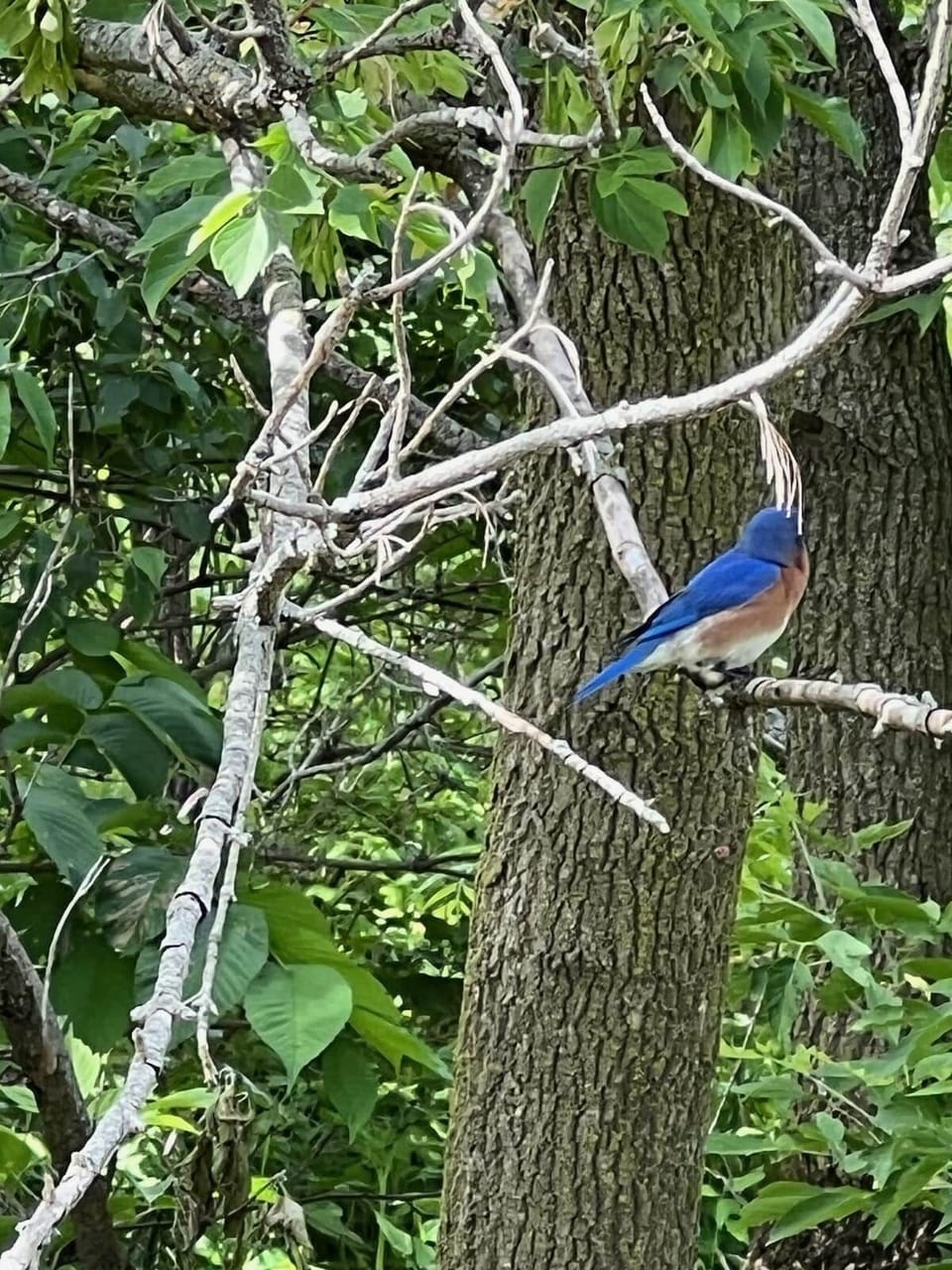Resident Bluebird!