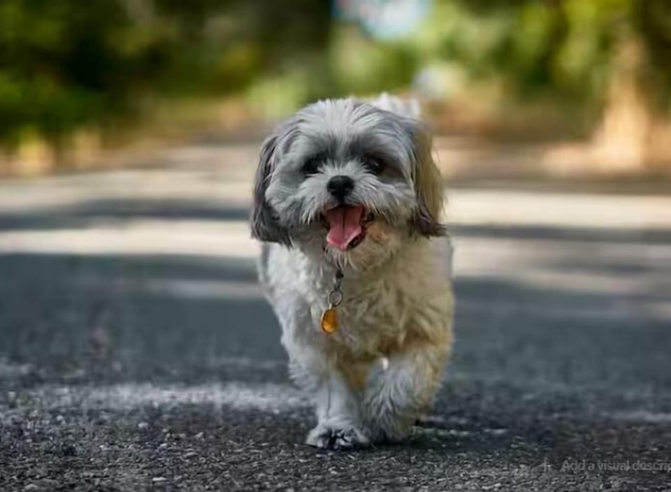 Pet-friendly (pre-approval + $37 per pet, per night).