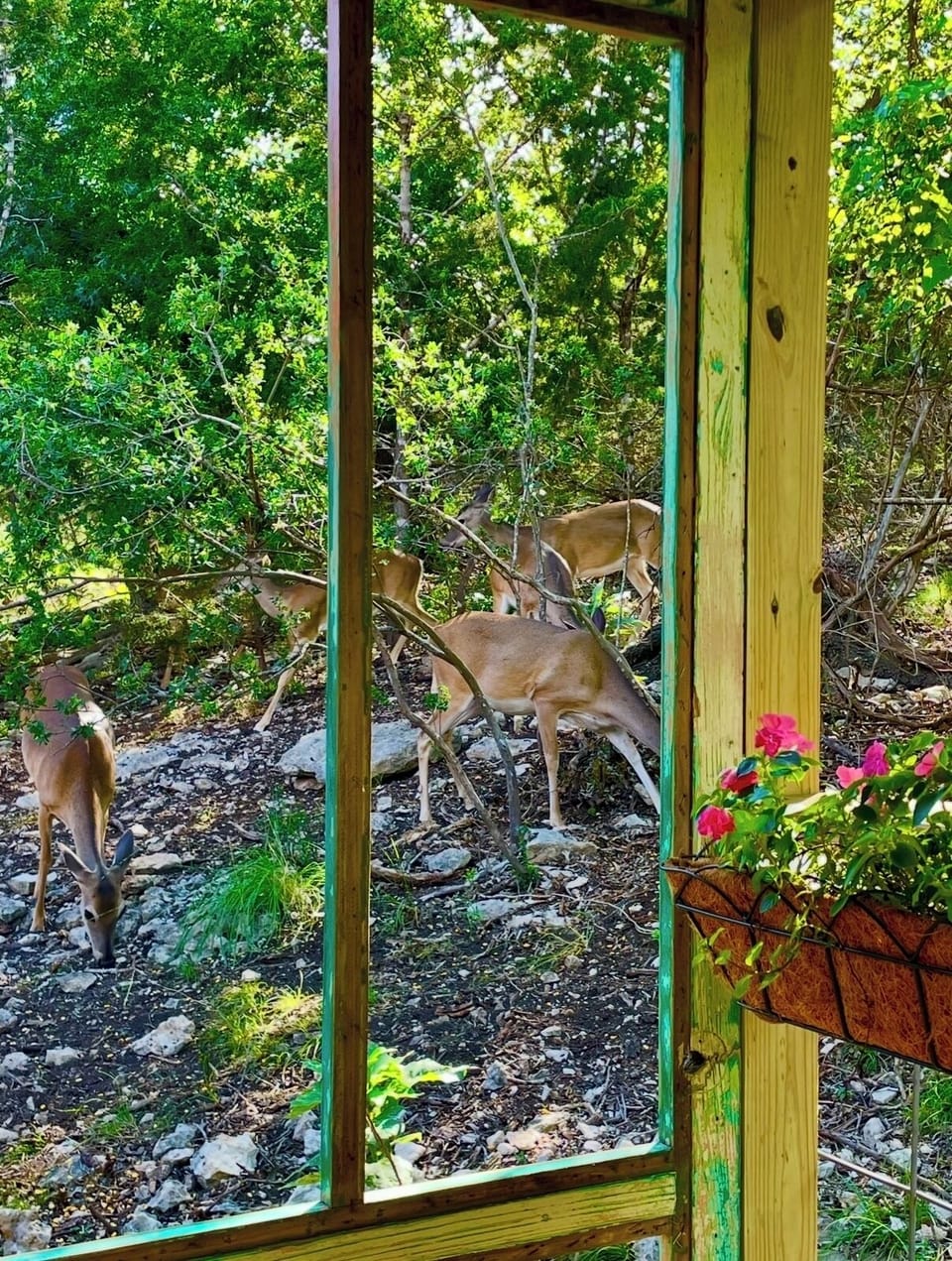 Whitetail deer!