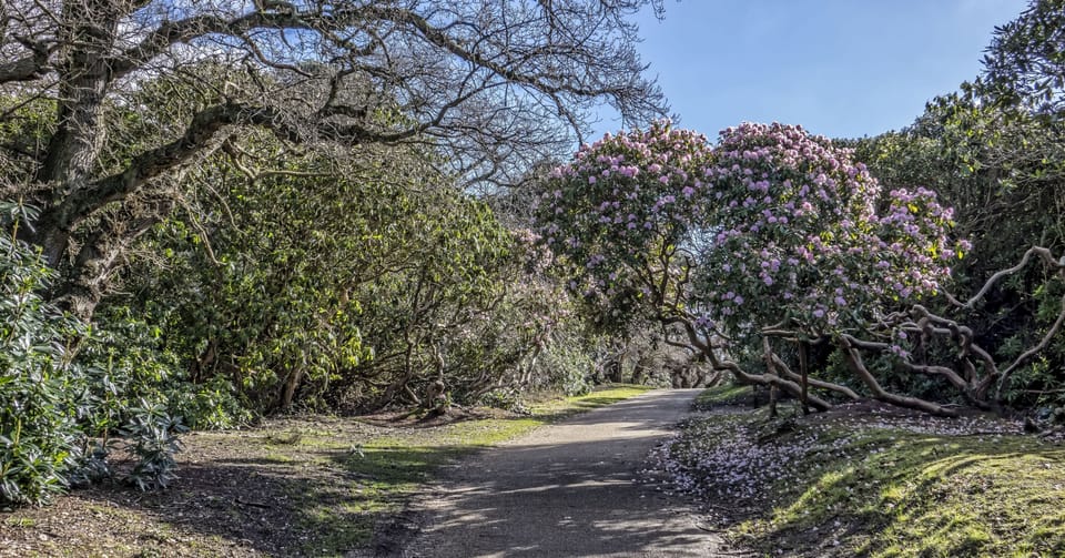 Sheringham Park is famed for its stunning rhododendron display each spring