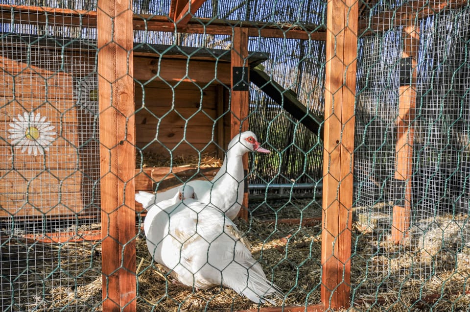 Cottage | Miscellaneous