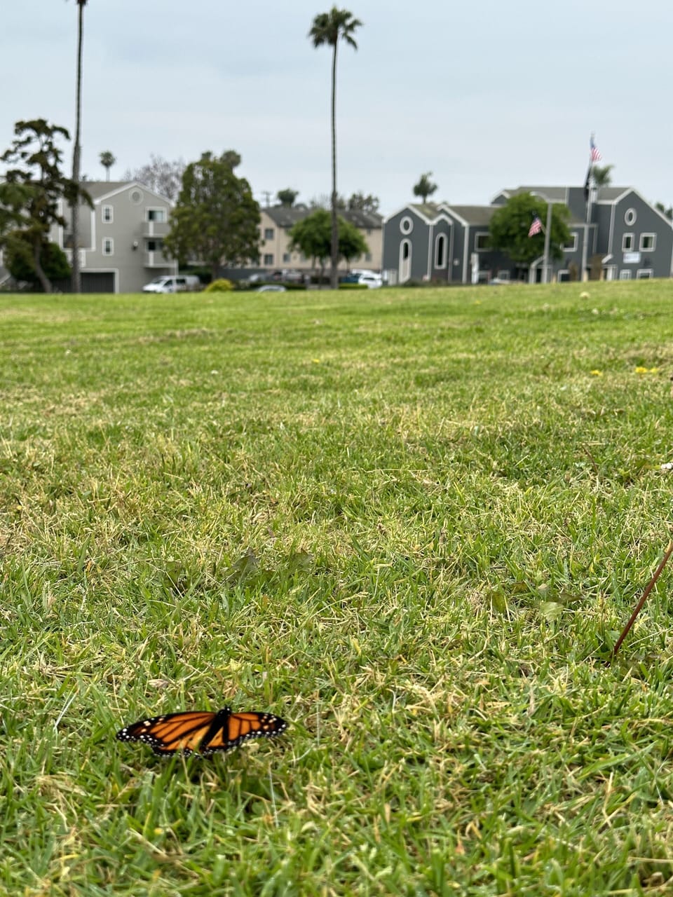 Memorial Park