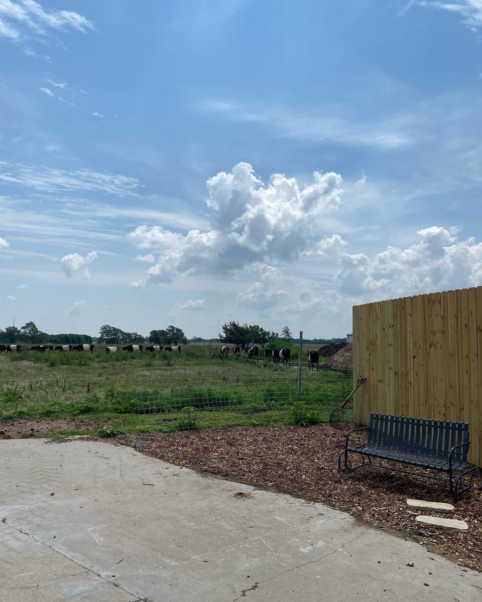 The views from the patio are unsurpassed. Mid-morning the cows go back out to pasture. Guineas will often free-range. In the distance you'll see calves grazing.