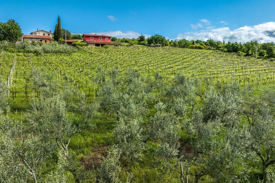 Vineyard view