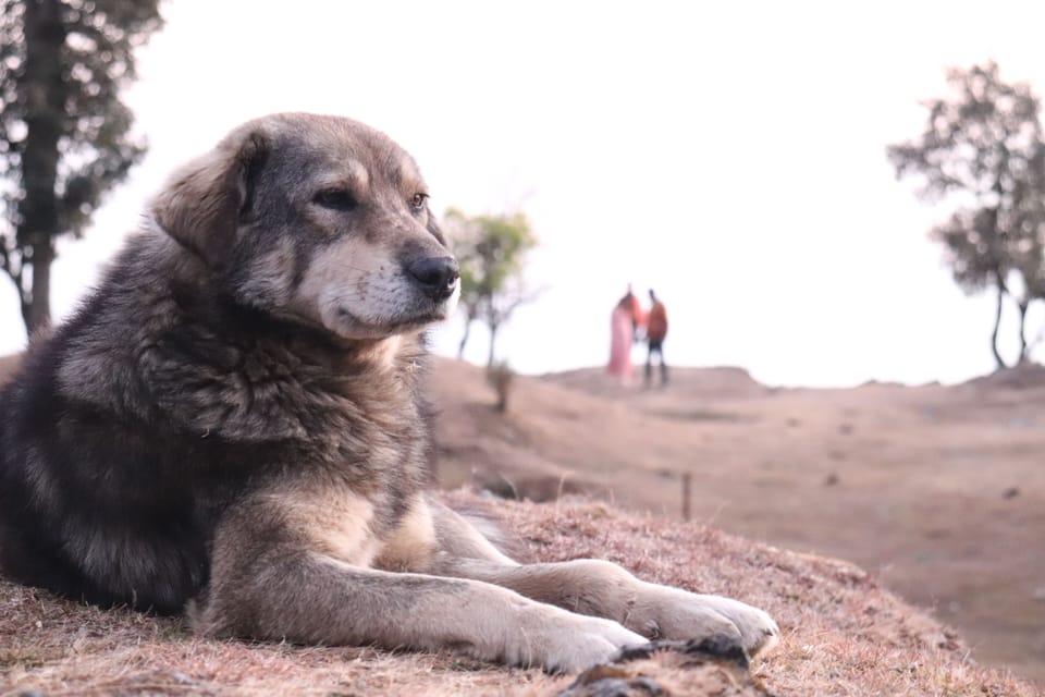 Pet-friendly amenities