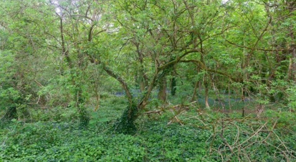 Chalet | Property grounds