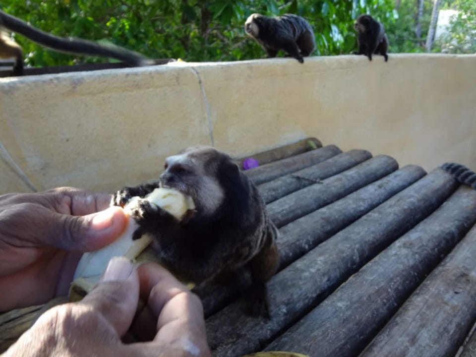 Game viewing