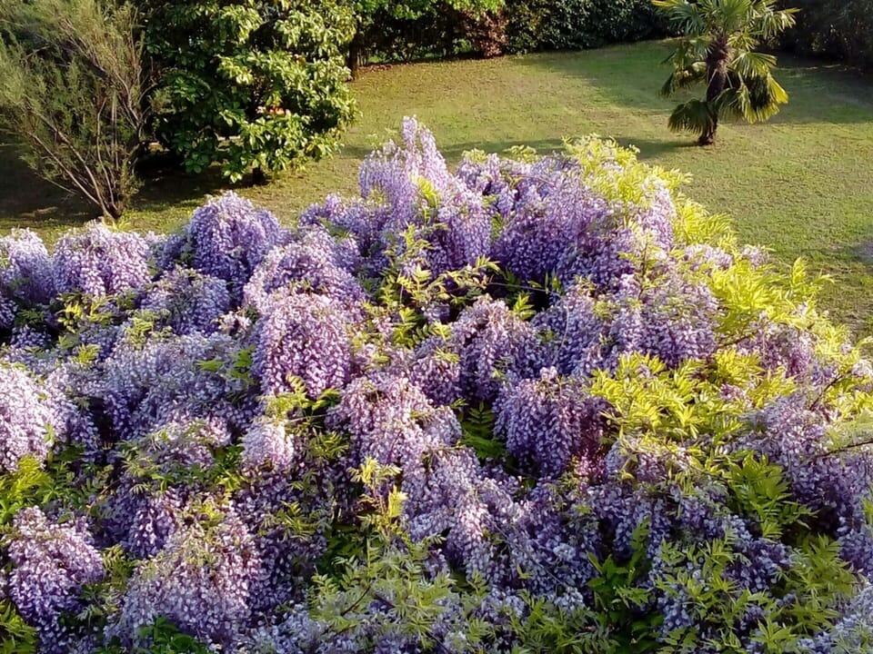 House | Garden