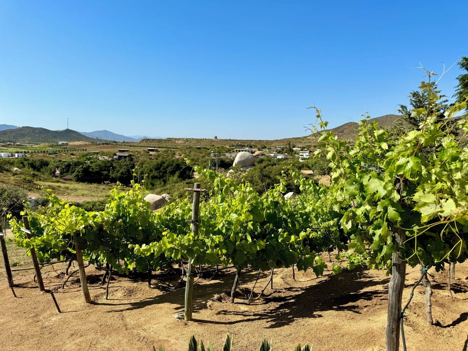 Vineyard