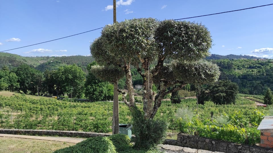 Casa da Escola Farm Stay in Portugal