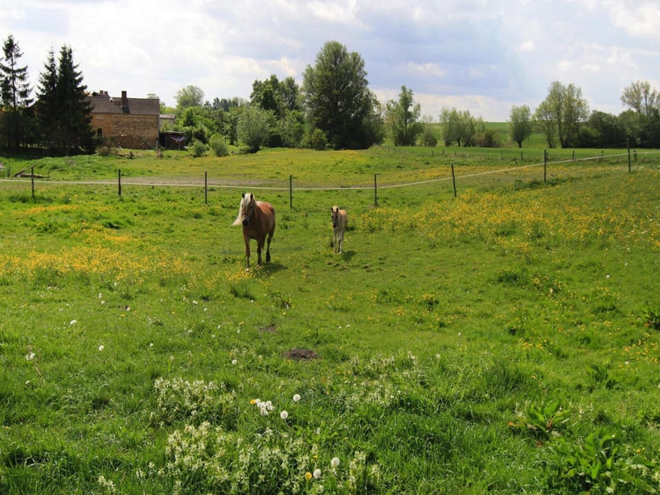 House | Garden