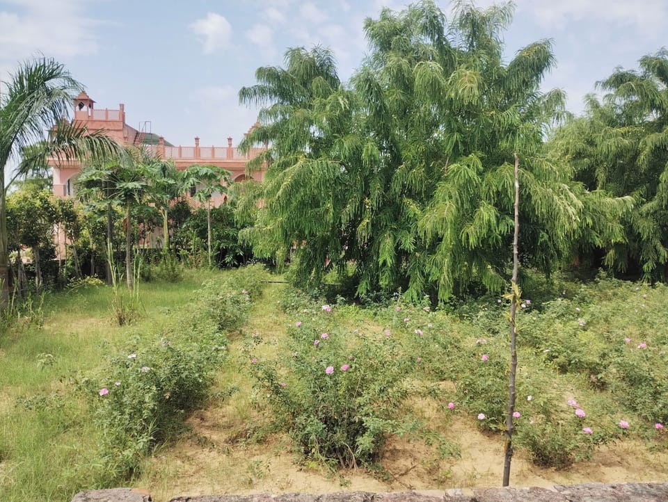 Garden