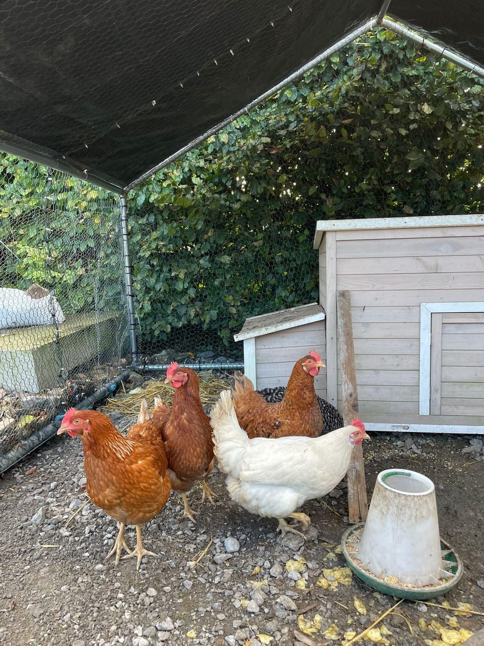 House | Property grounds