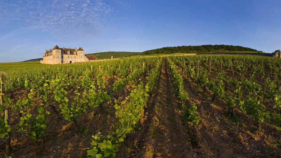 Vineyard