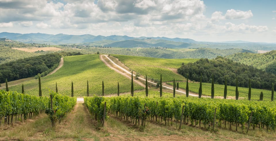 Vineyard