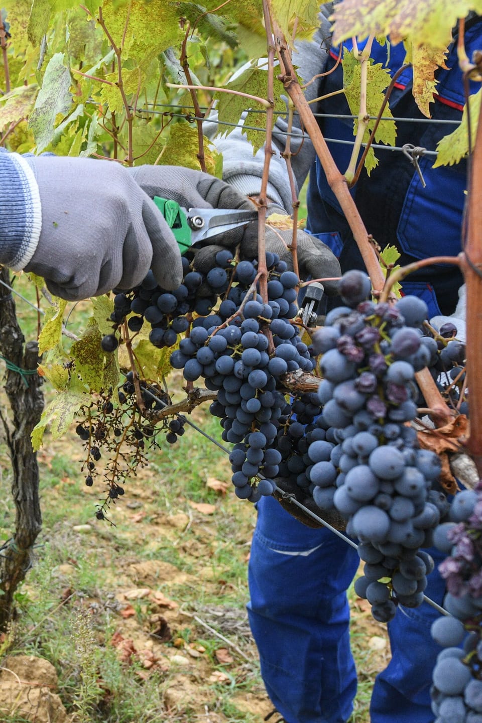 Winery