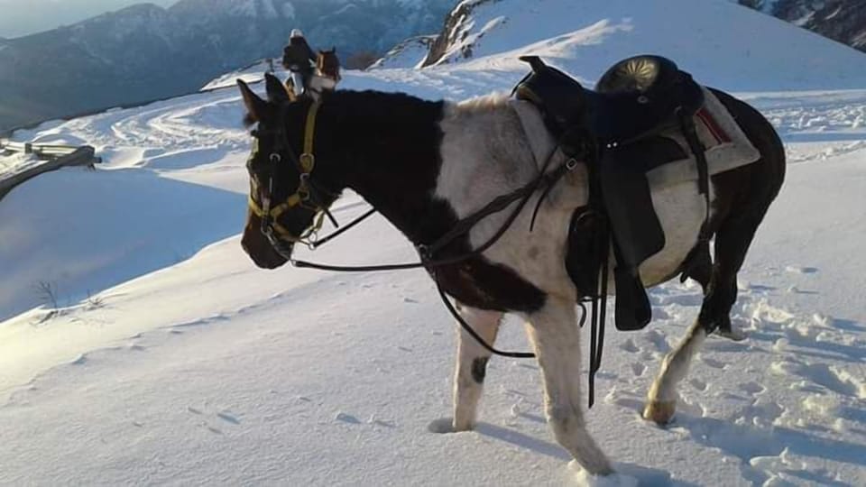 Horseback riding
