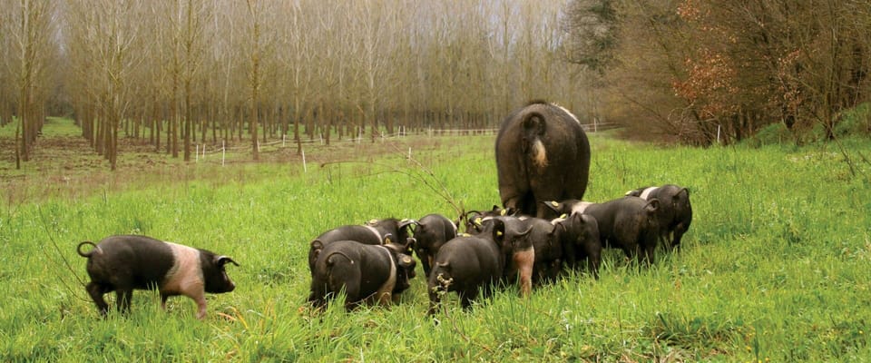 Game viewing