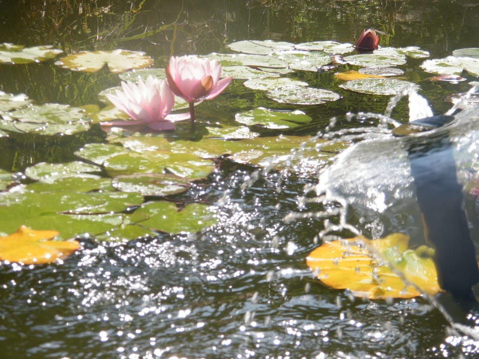 Fountain