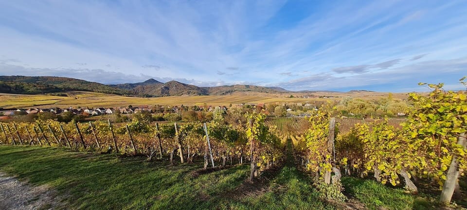Vineyard