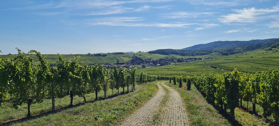 Vineyard